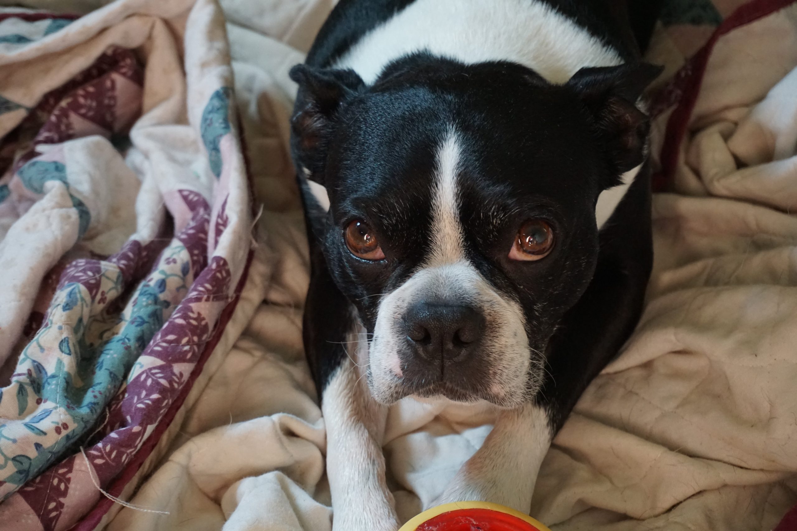 boston terrier looking lonely